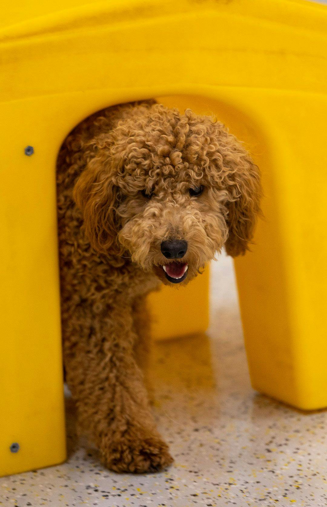 Goldendoodle sneaking out of a yellow ramp inside Playful Pack