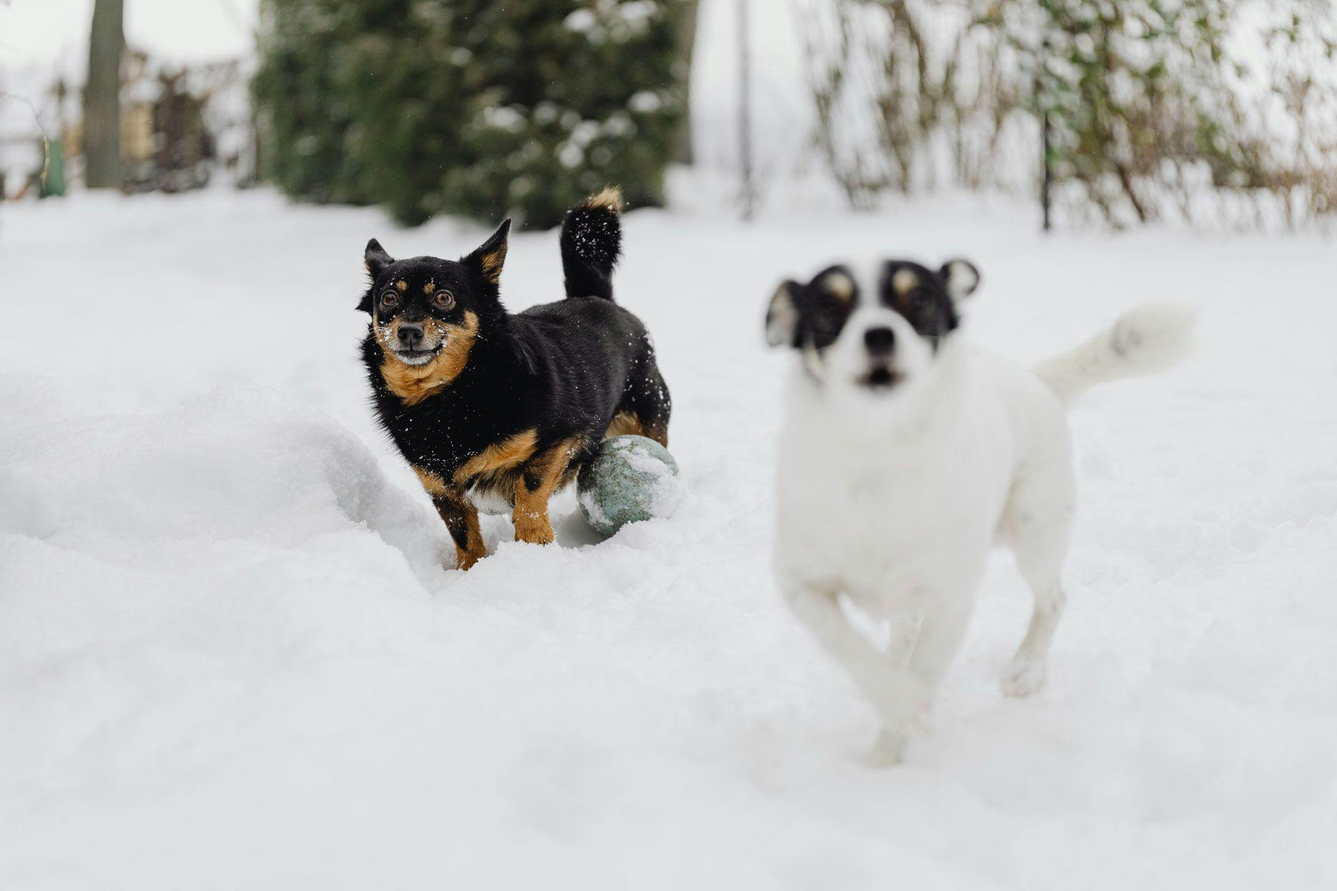 a white dog and a black and brown dog running and playing on the snow