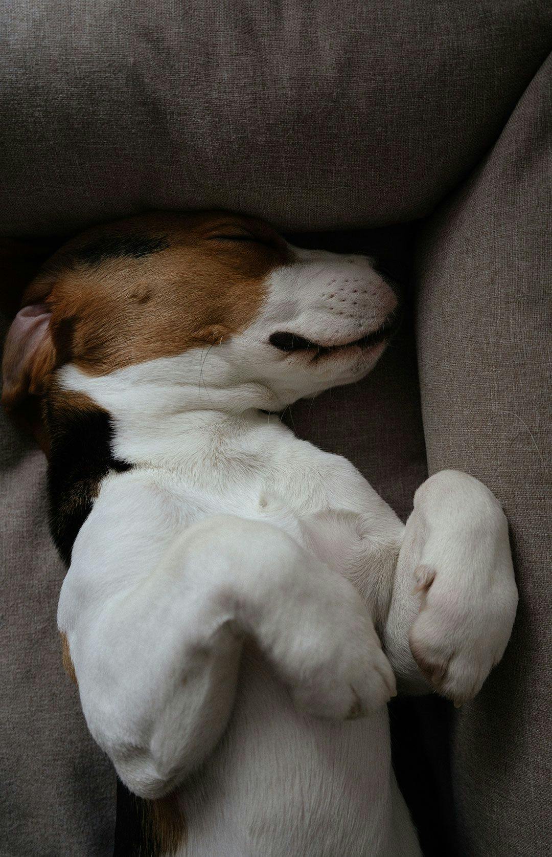 Beagle sleeping on gray bed