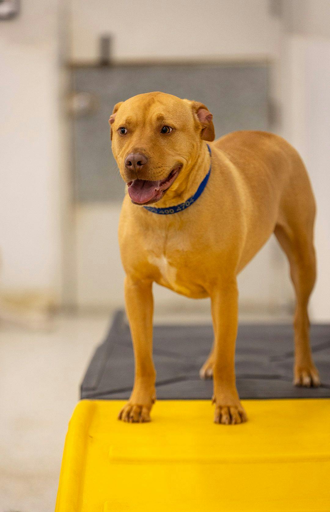 Brown dog on top of a yellow and black ramp inside Playful Pack