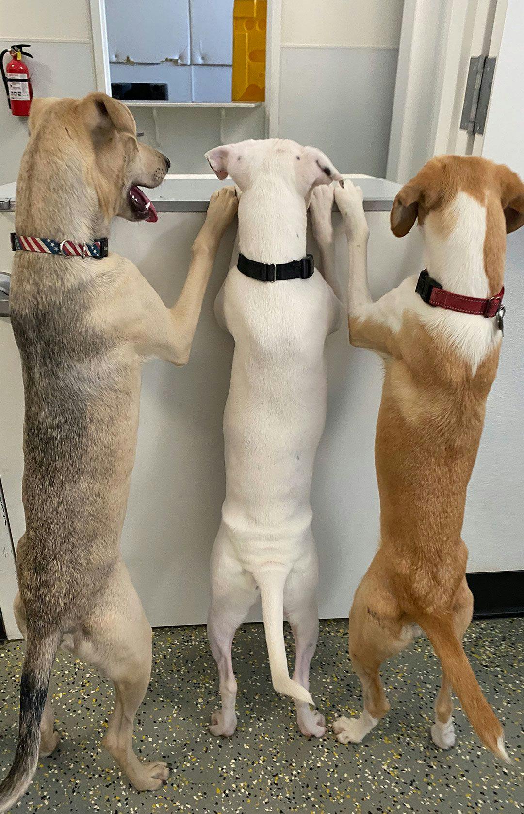 Three dogs standing looking over a countertop