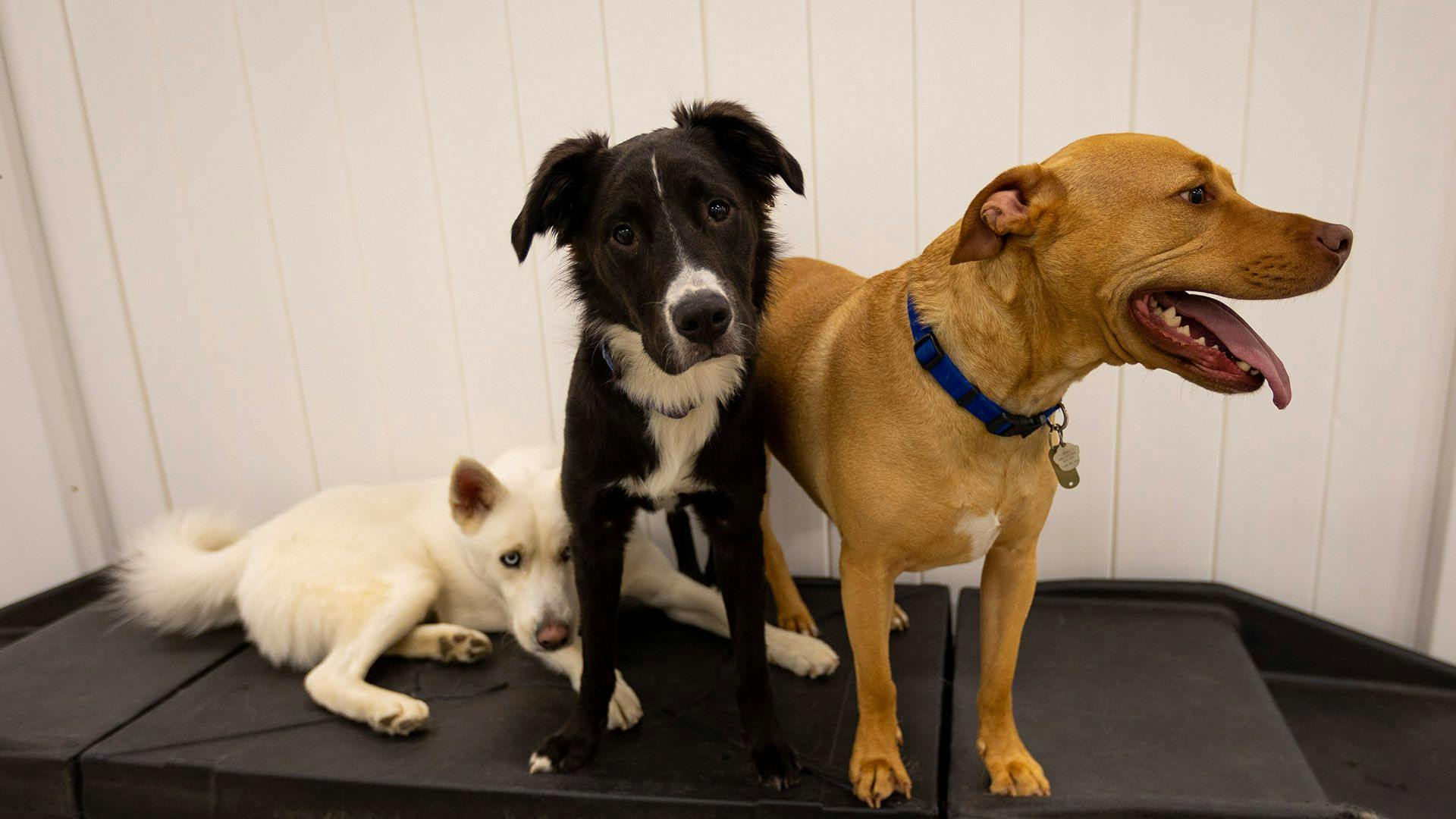 white, black and brown dog standing on a black ramp inside Playful Pack